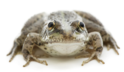 Eurasian Marsh Frog