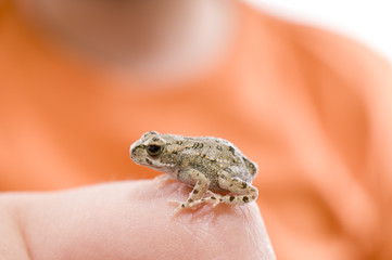Juvenile Frog