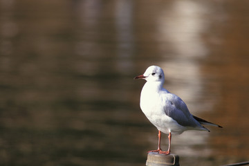 Fototapeta premium 자연과 동물