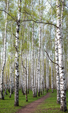 Pathway in the evening birch forest with first spring greens