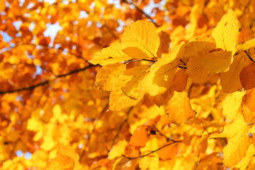 goldenes Herbstlaub