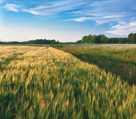 Barley field in evening