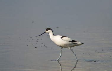 avocetta (Recurvirostra avosetta)