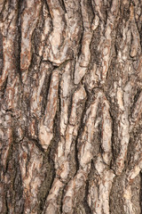 Naklejka premium abstract pattern of bark on old pine tree