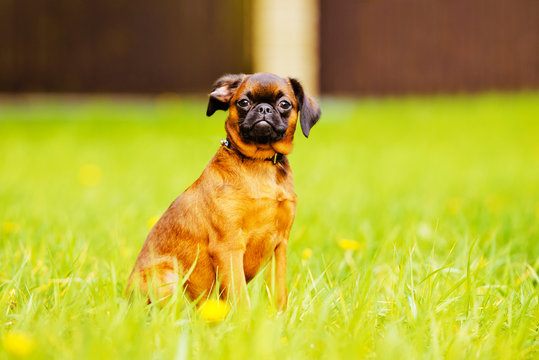 petit brabancon puppy outdoors
