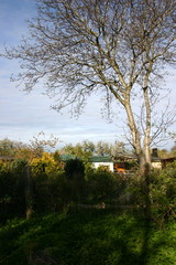 Drzewo za płotem © profit111