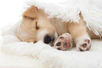 beige puppy sleeps
