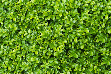 Obraz premium Green Leaf Plant Background