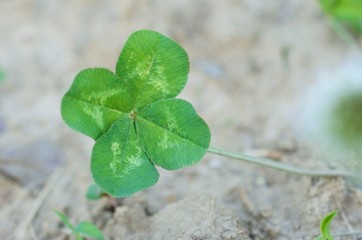 Four Leaf Clover