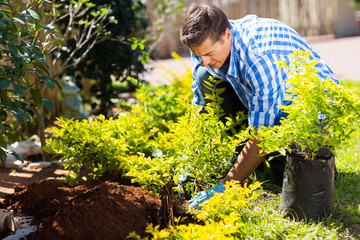 young man transplanting a new plant