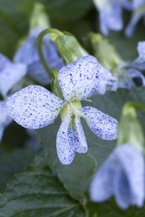 Pfingstveilchen (Viola Sororia)