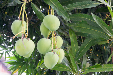 mangoes on a mango tree