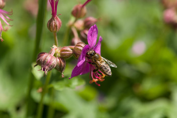 Geranium