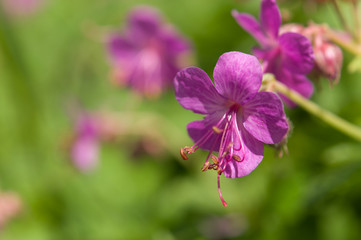 Fototapeta premium Geranium