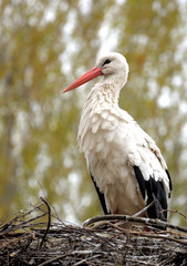 Stork.