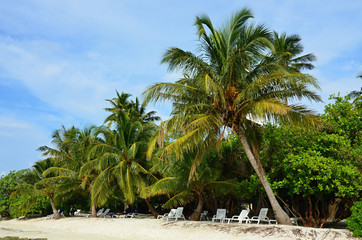 Fototapeta na wymiar Sand beach and coconut palm tree Maldives