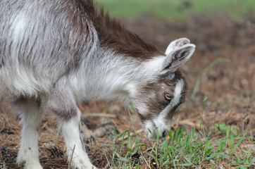 A portret of funny black-white goat kid © parovysh