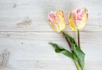 beautiful spring tulips