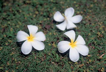 꽃이 있는 풍경