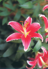 꽃이 있는 풍경