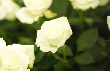 꽃이 있는 풍경