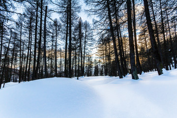 bosco Val d'aosta