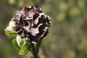 Zdrewniałe róże na wierzbie © profit111