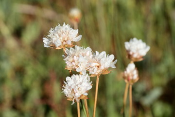 Flores de Scabiosa.