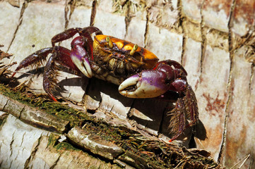 Crab on a coconut tree trunk