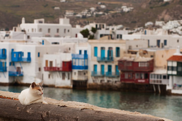Cats in Greece
