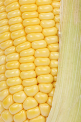 Fresh raw corn