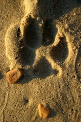 Psi ślad © profit111