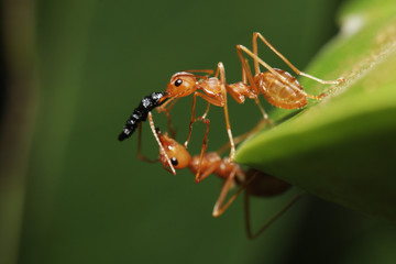 Teamwork of ants