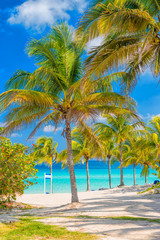 Fototapeta na wymiar Coconut palm trees on a sunny day at a cuban beach