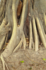 big root from old tree in sunlight