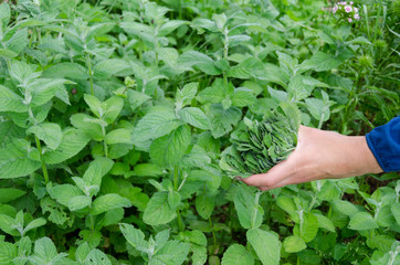 herbalist hand pick mint herb leaves in garden