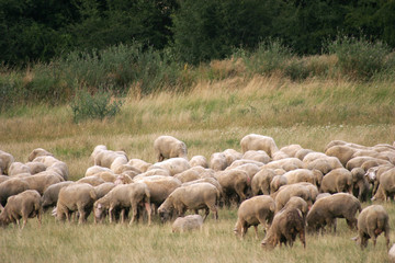 Sheeps with lambs on the fresh green meadow. Flock of sheep.