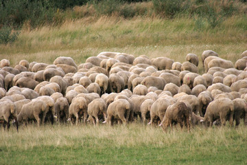 Sheeps with lambs on the fresh green meadow. Flock of sheep.