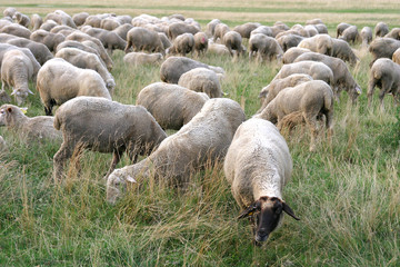 Sheeps with lambs on the fresh green meadow. Flock of sheep.
