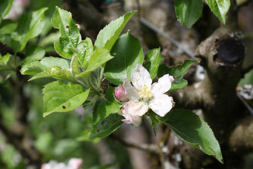 Pommier en fleur