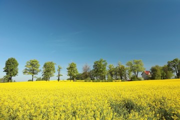 Blooming oilseed field against a cloudless sky