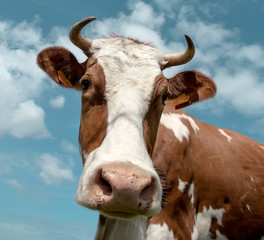 Cow