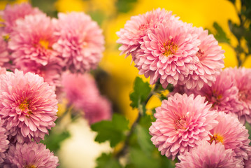Obraz premium autumn garden flowers background