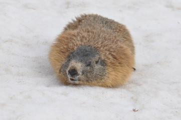 marmotta