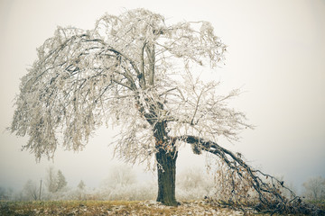 frozen tree