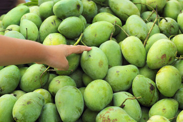Fresh mango fruit in the market