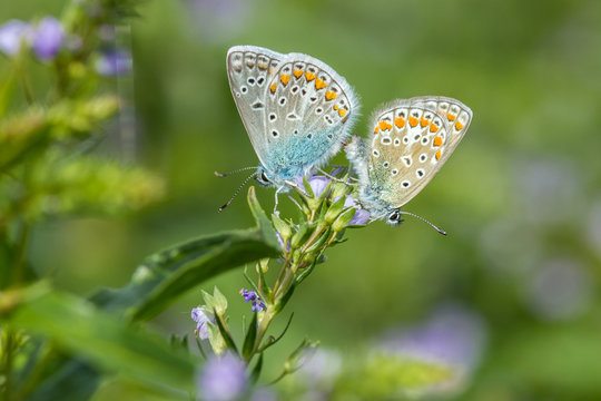 Azur&eacute; beu c&eacute;leste