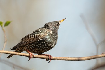 Common Starling - Sturnus vulgaris on a branch
