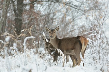 Naklejka premium Roe deer looking for food on the first snowy day