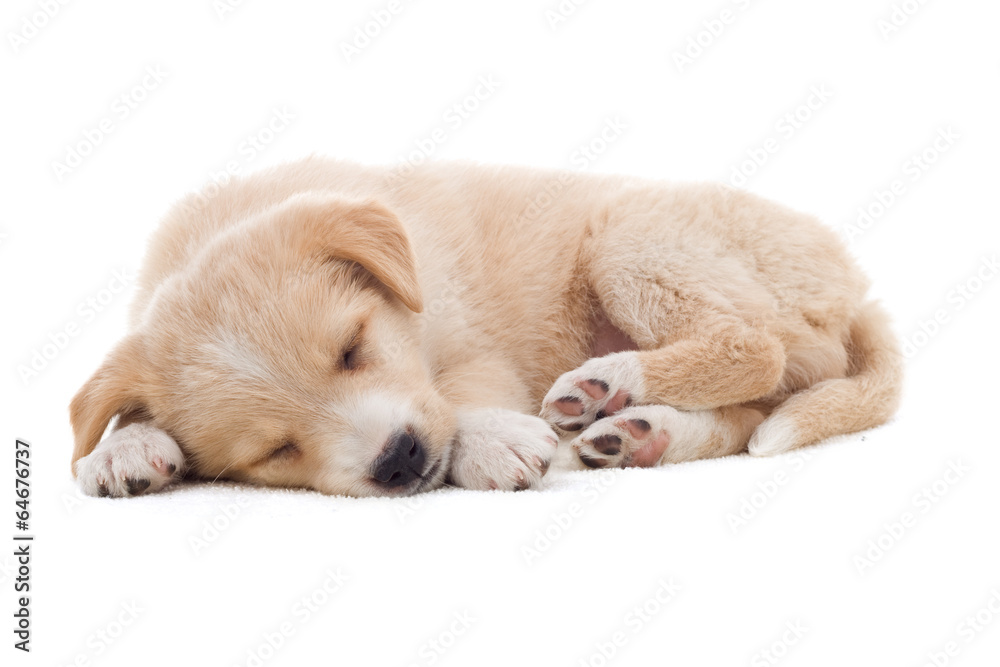 Poster beige puppy sleeping